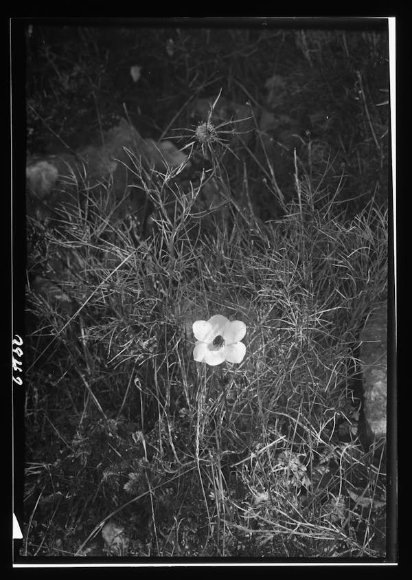 Photograph of Palestinian wildflower